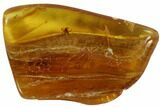 Detailed Fossil Spider (Aranea) In Baltic Amber #87196-1